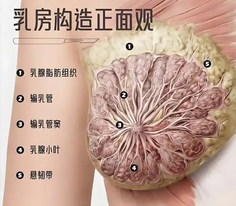 女性乳腺病都有哪几种